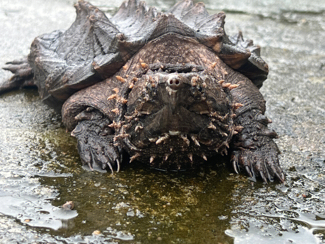 大鳄龟最大记录图片