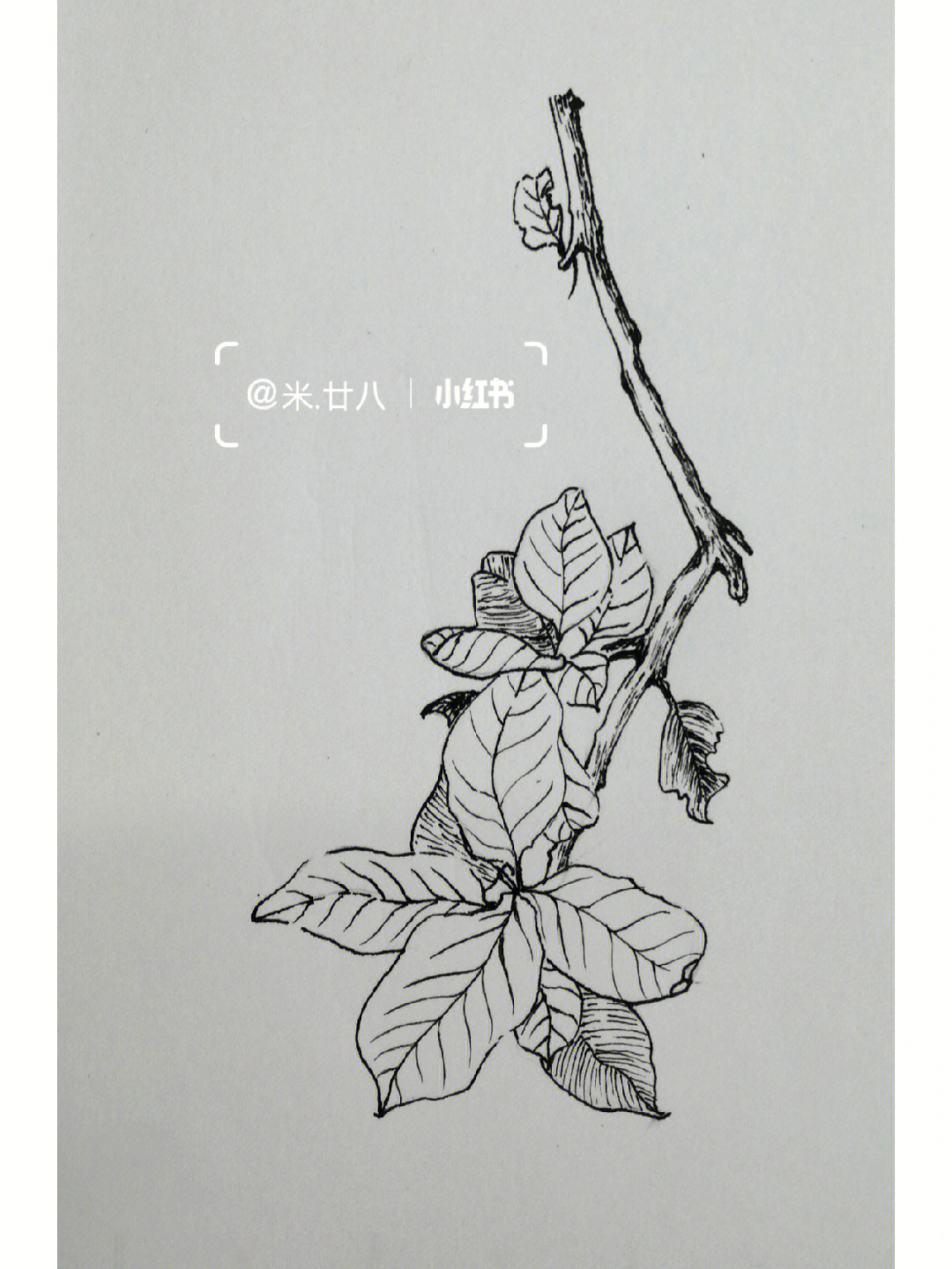 黑白线描临摹练习控笔训练花朵海棠叶临摹练习线描绘画