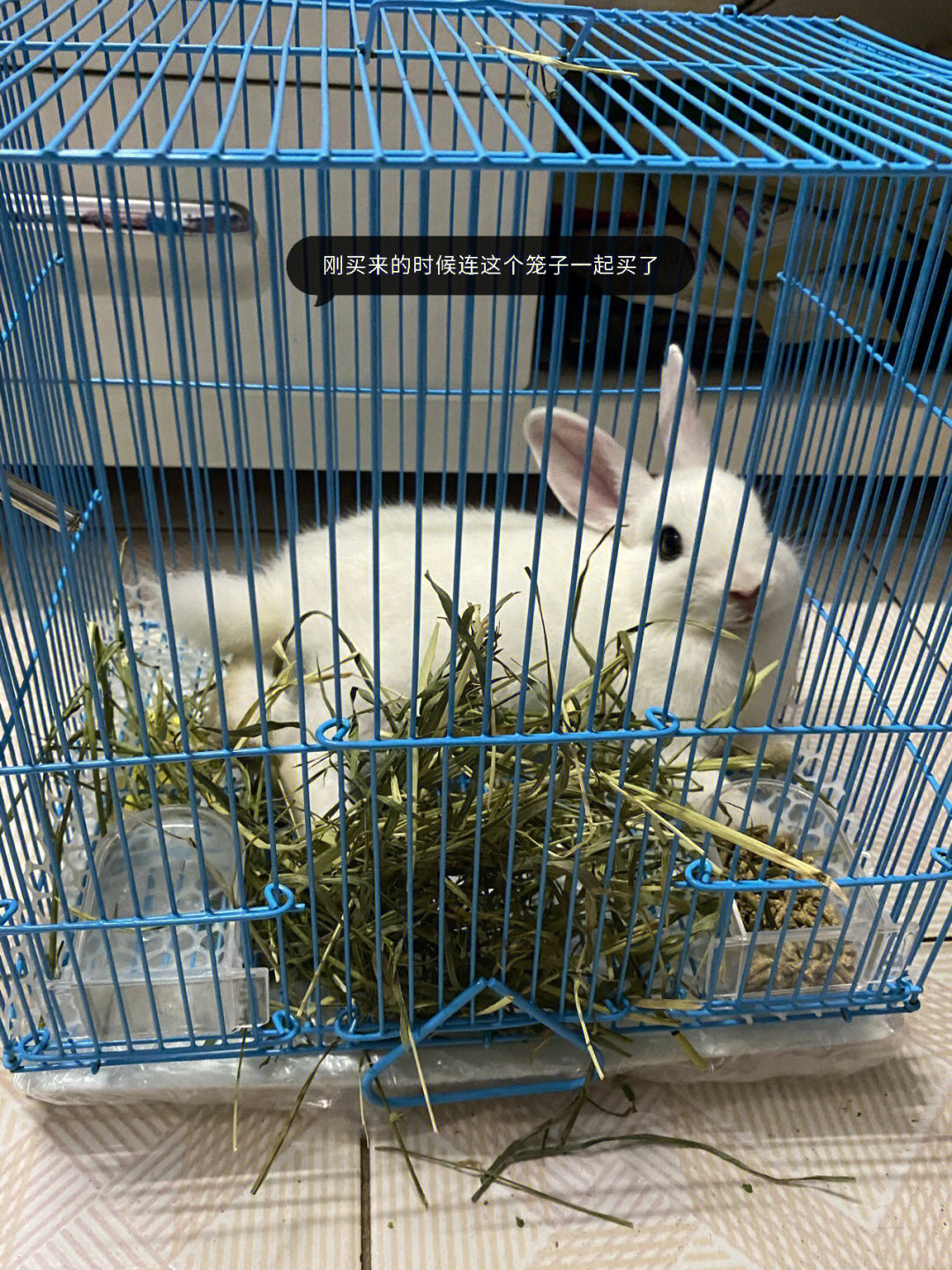 今天看到宿舍一个小姐妹把兔子跟笼子一起扔进了垃圾桶 重要的是活的