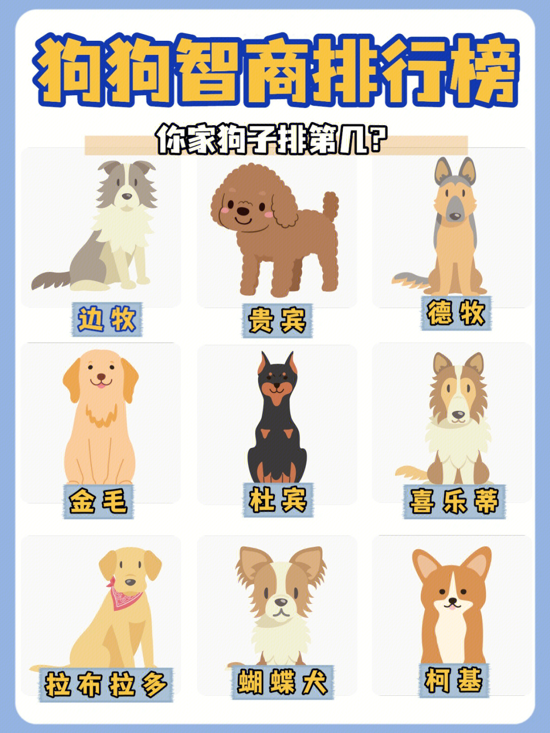 伯恩山犬智商排名图片