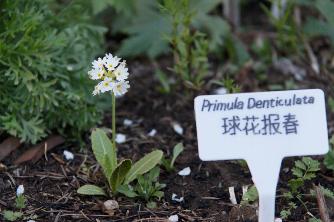 球花报春花语图片