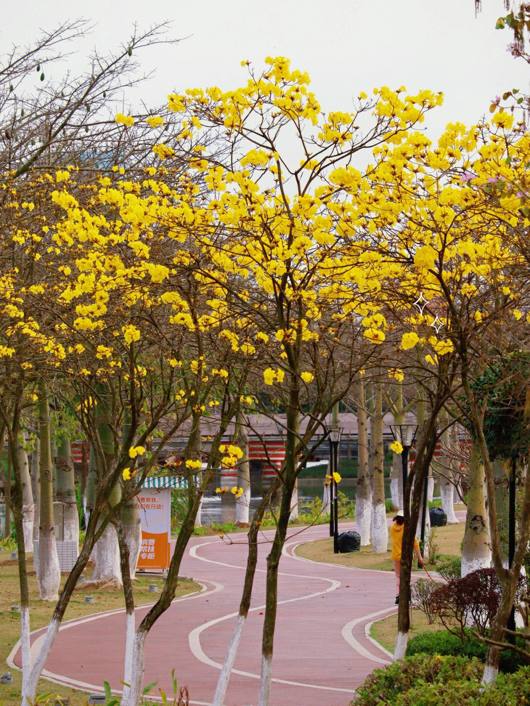 顺峰山公园黄花风铃木图片