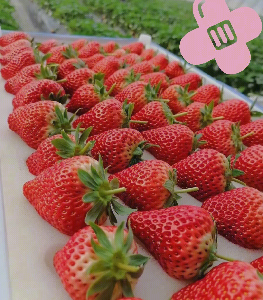 丹东草莓