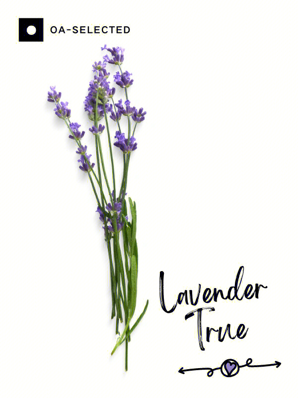 lavenderquartz图片