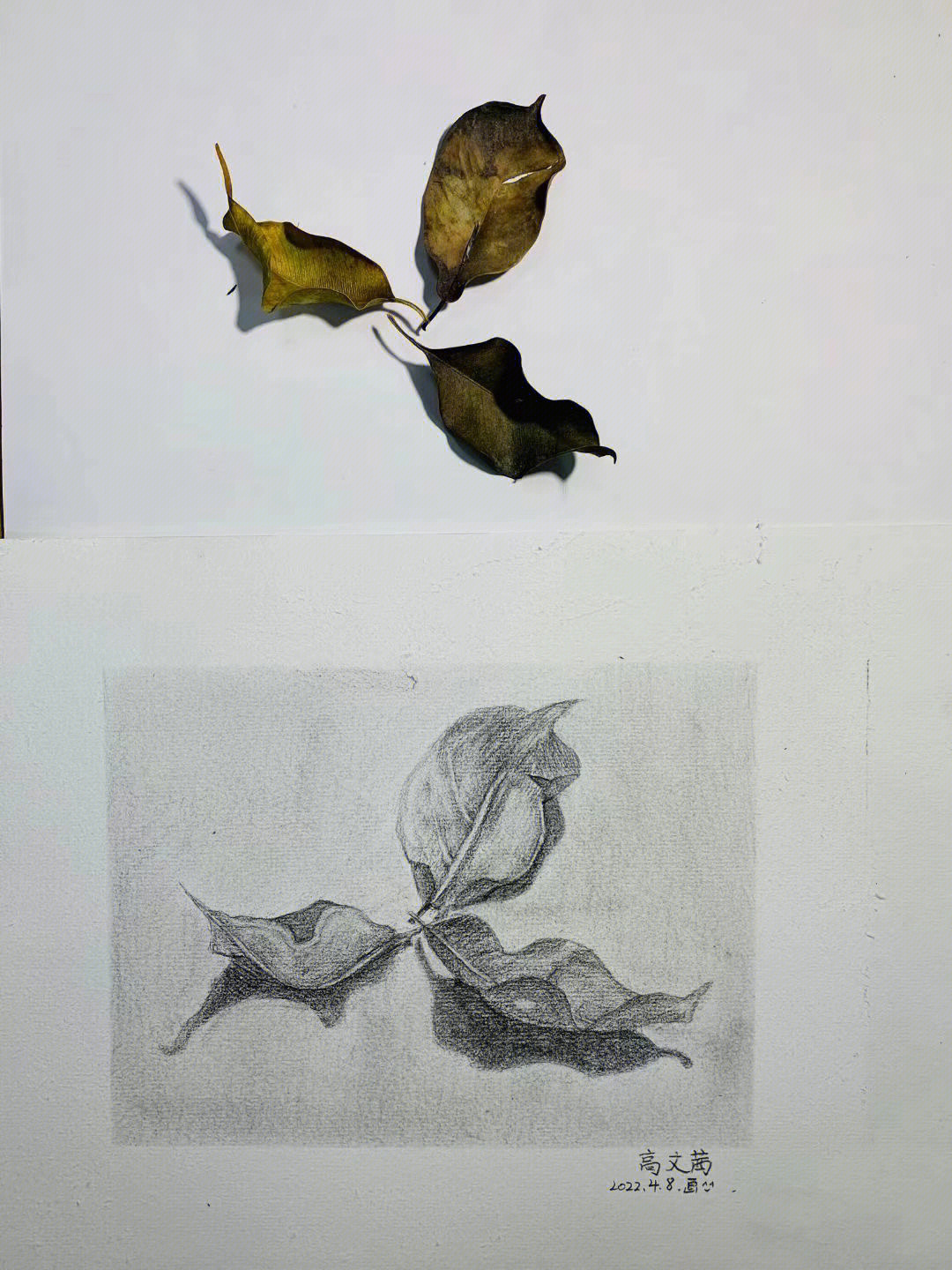 各种树叶素描画法图片图片