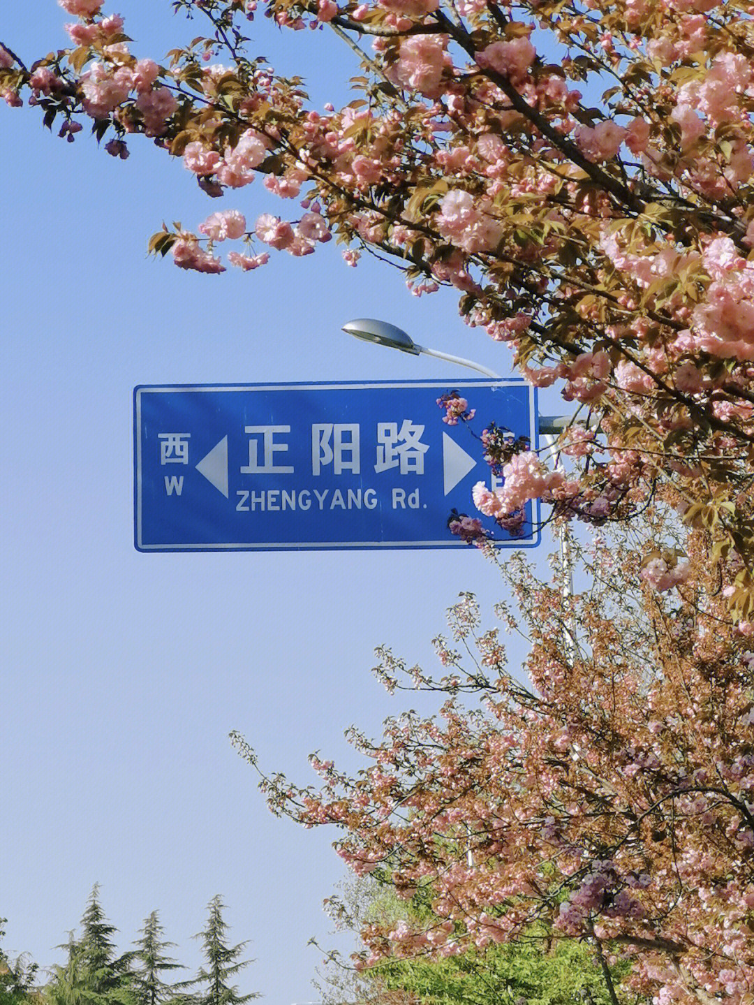 青岛樱花路图片