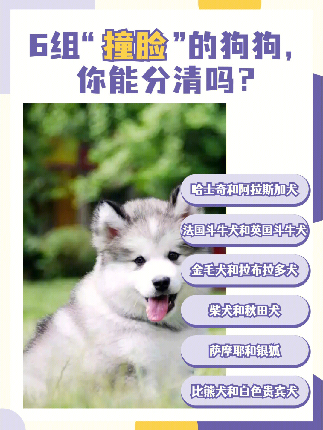 阿水柴犬撞脸图片图片