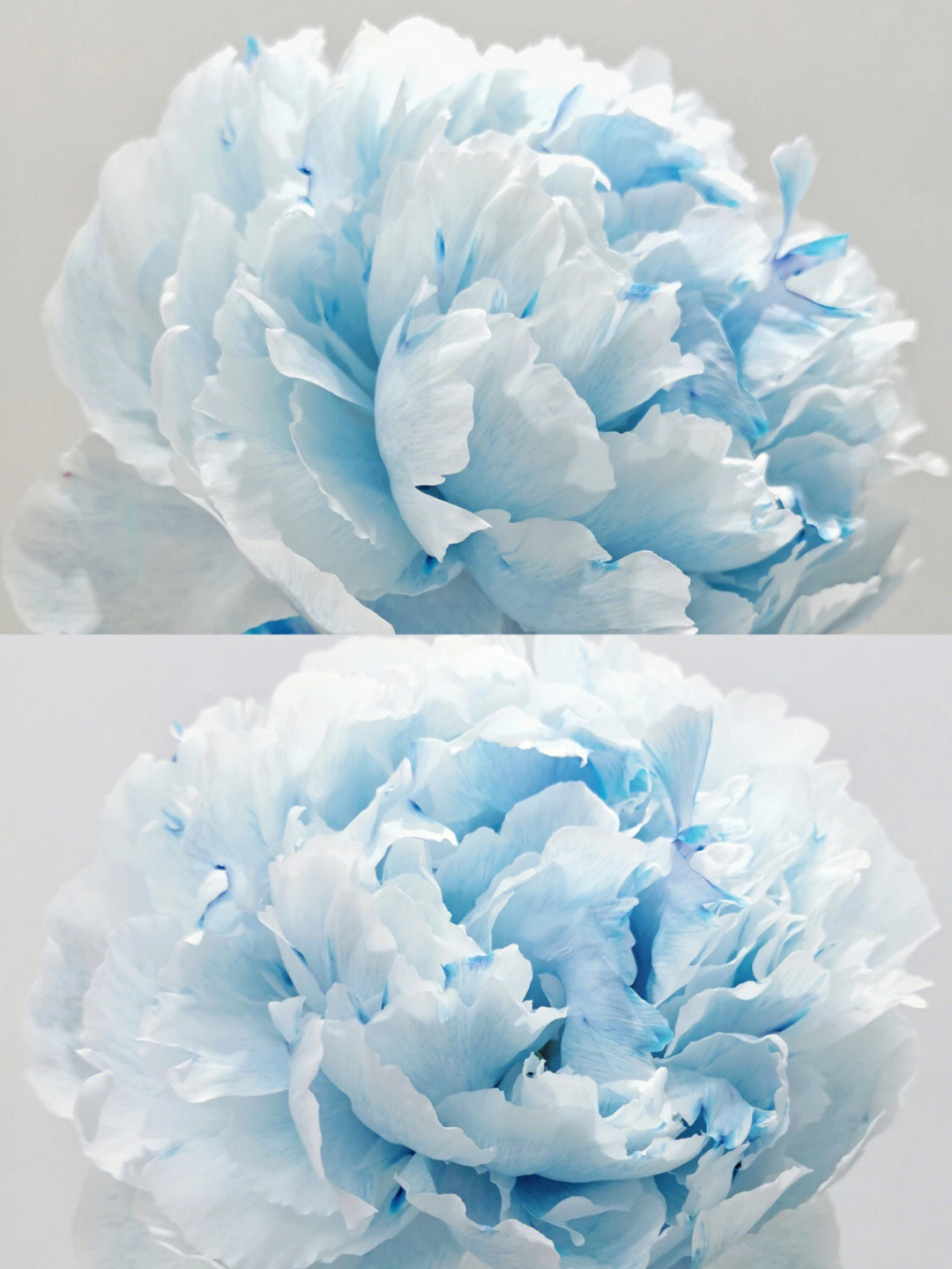 蓝色的花名称大全图片