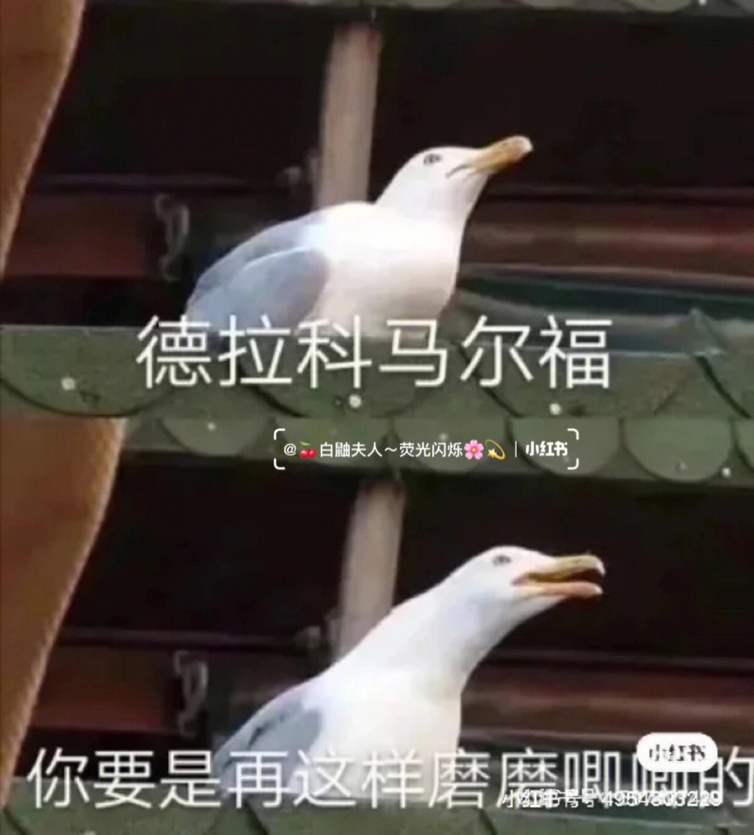 again德哈文2图片