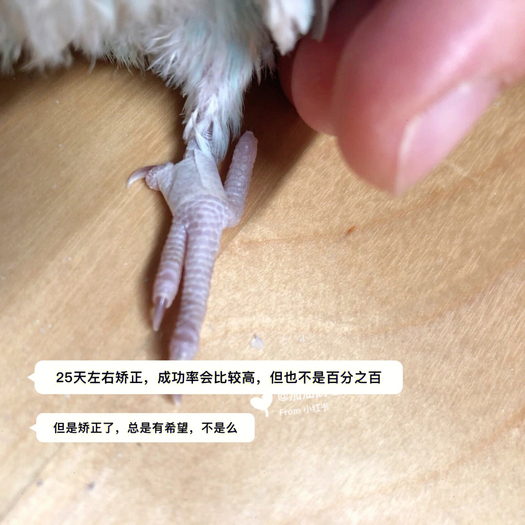 牡丹鹦鹉三根脚趾朝前的矫正
