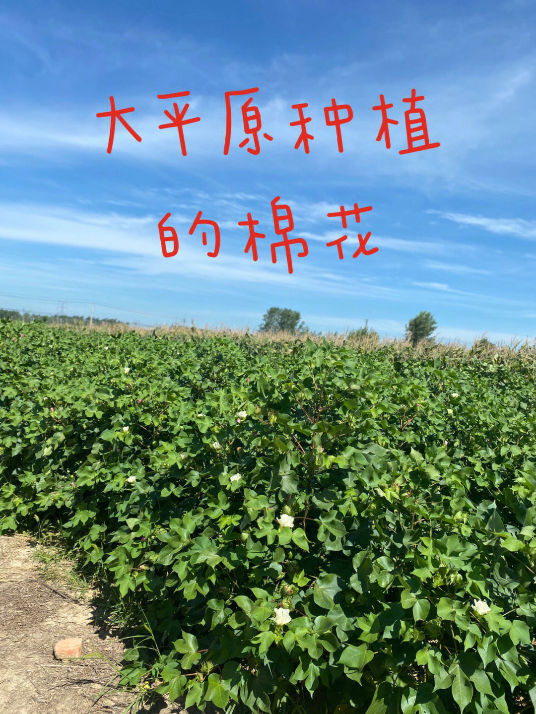 小时候看过弹棉花那部电影吗棉花被