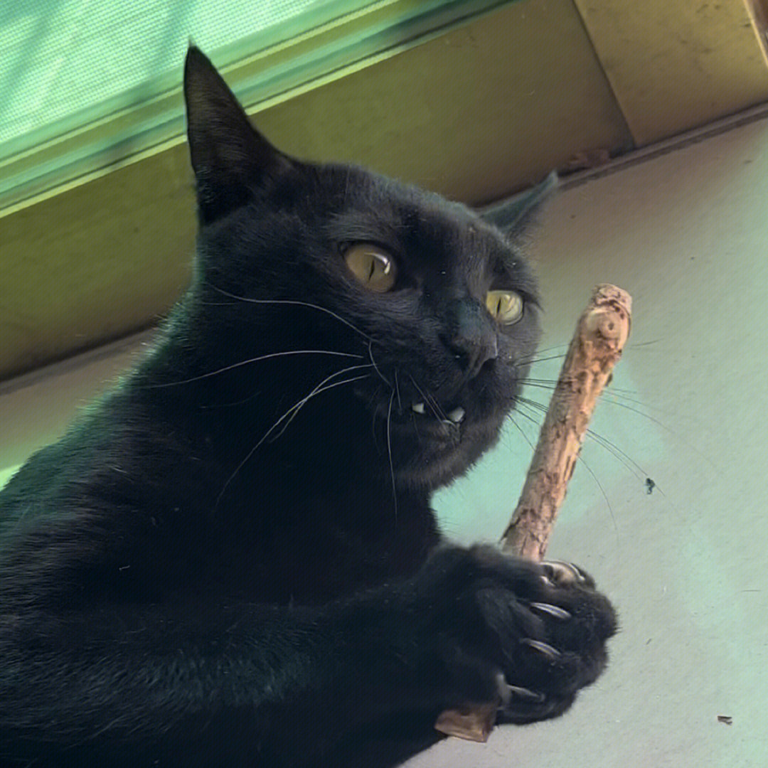 为什么我家的黑猫长得像猿人