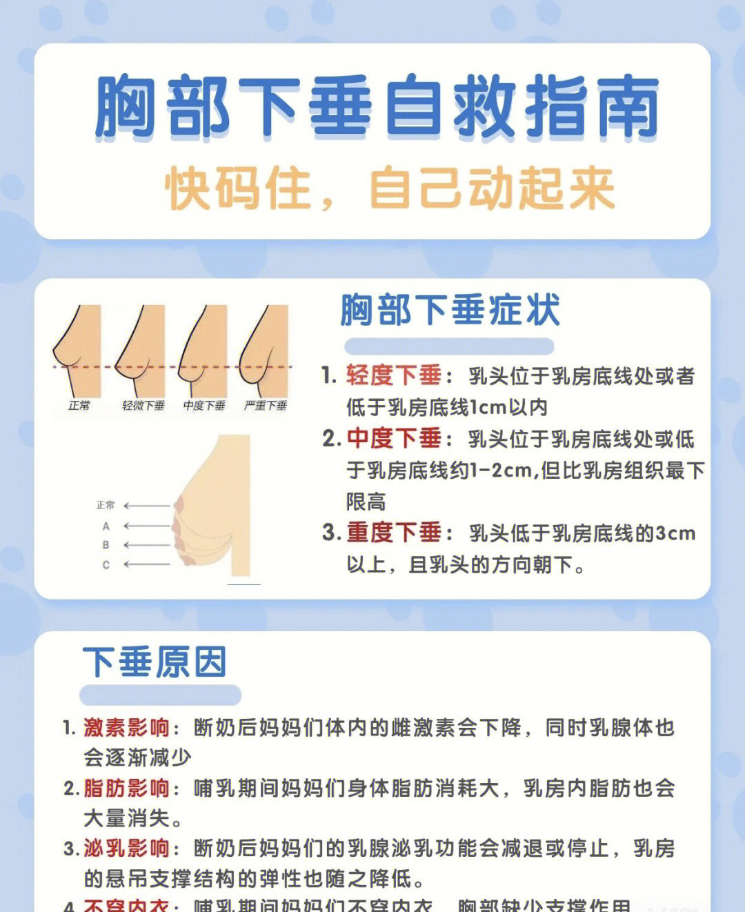 影响我们胸部是否挺拔的最重要的组织是——乳房悬韧带