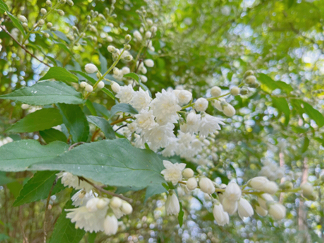 春花灿烂 金波滟滟图片