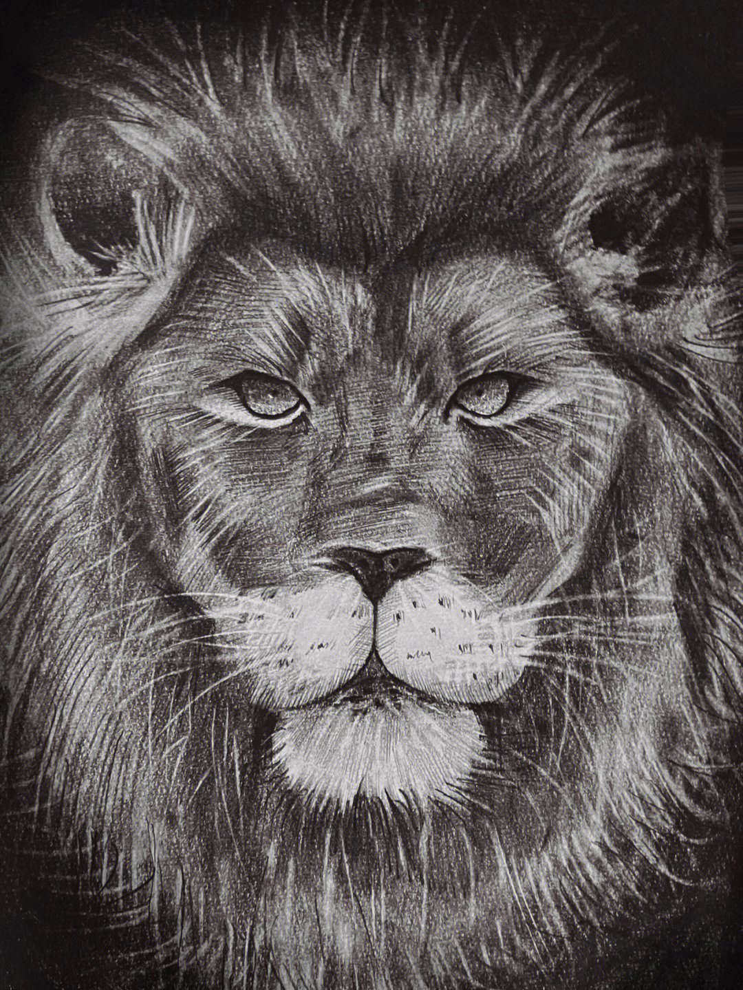 霸气狮子素描图片