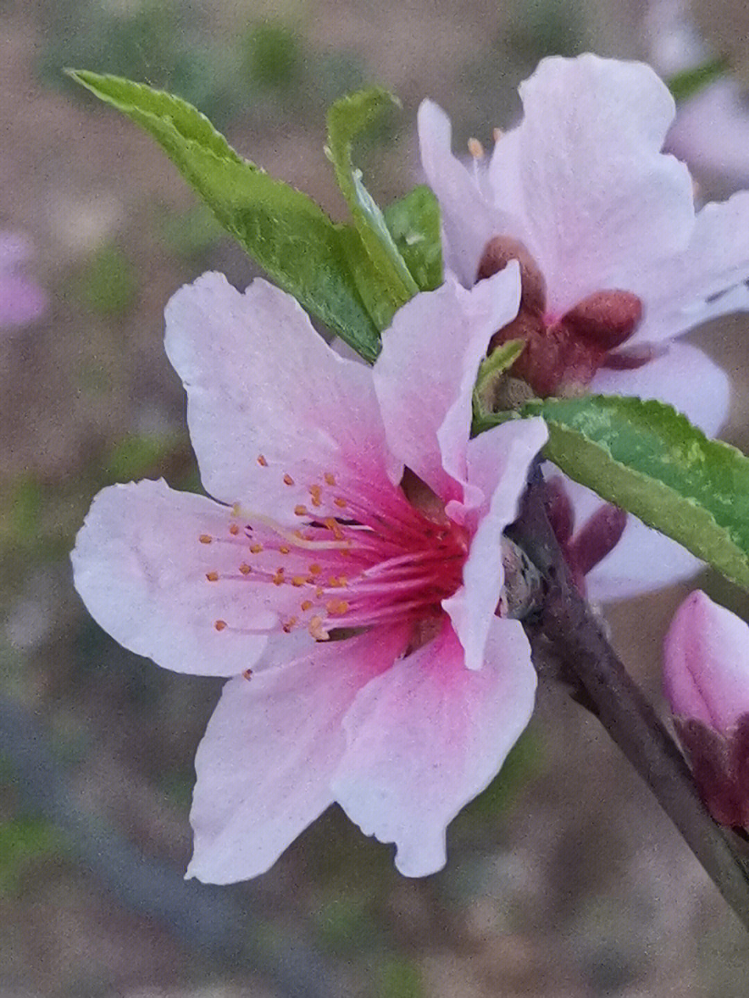 一棵树上有三种颜色的桃花