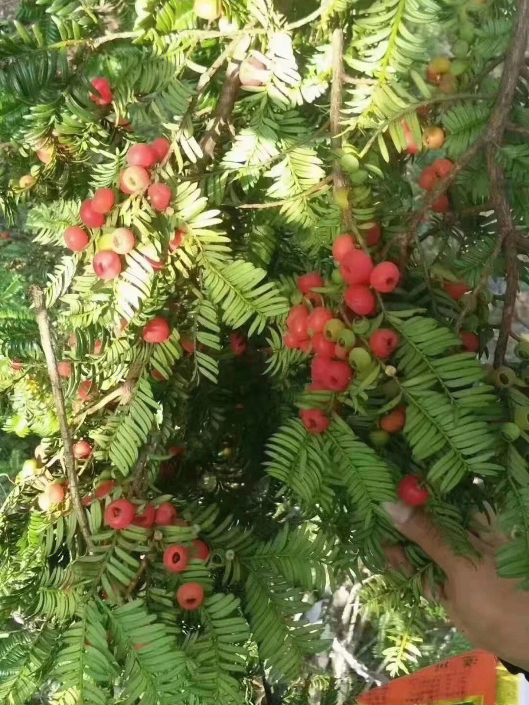 广西大瑶山纯野生红豆杉果实,国家一级保护植物,利尿消肿,治疗肾脏病