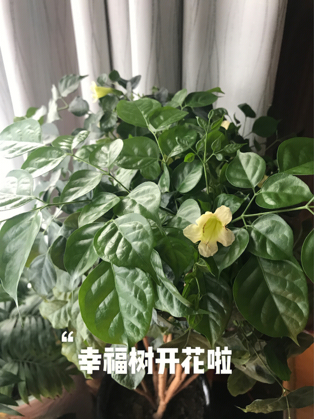 幸福树开花寓意着什么图片