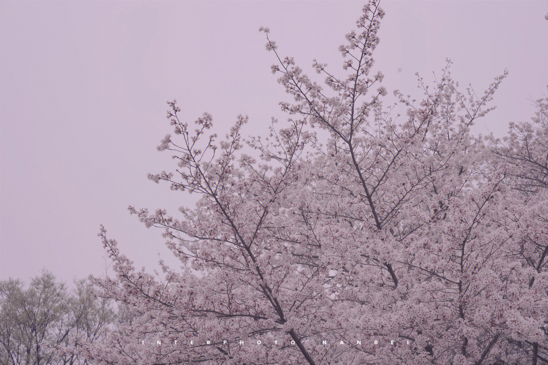 樱花树下的味道是粉色春天样子