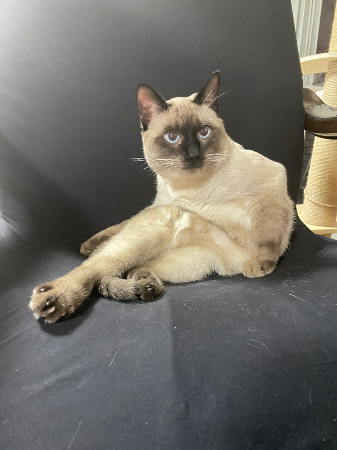 人模人样的暹罗猫