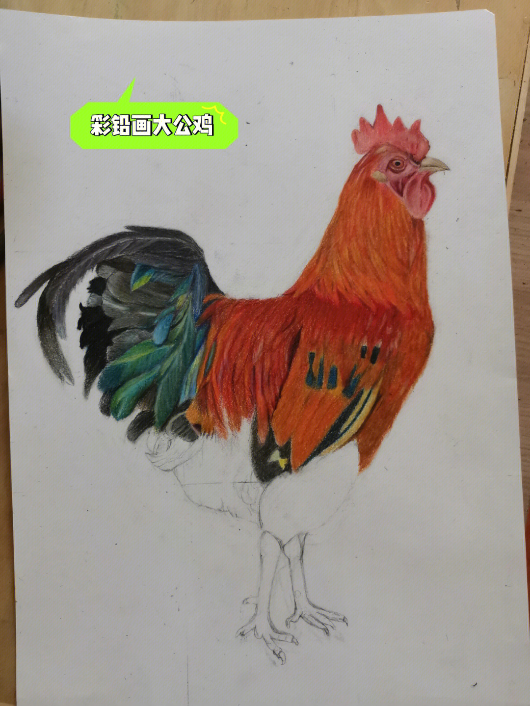 彩铅绘画大公鸡过程