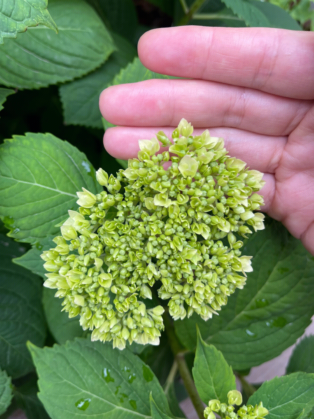 绣球花花瓣边缘变黄图片