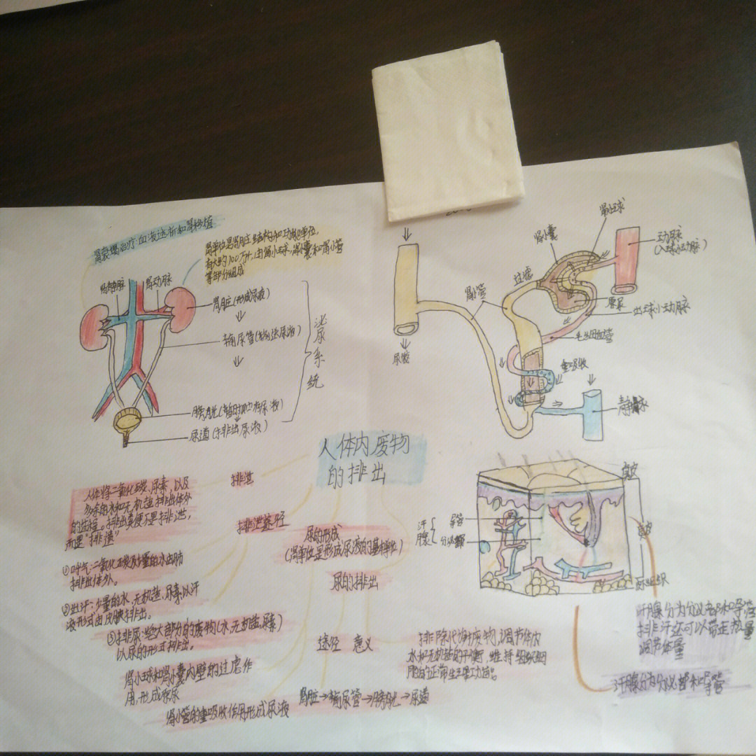 人体内废物的排出导图图片