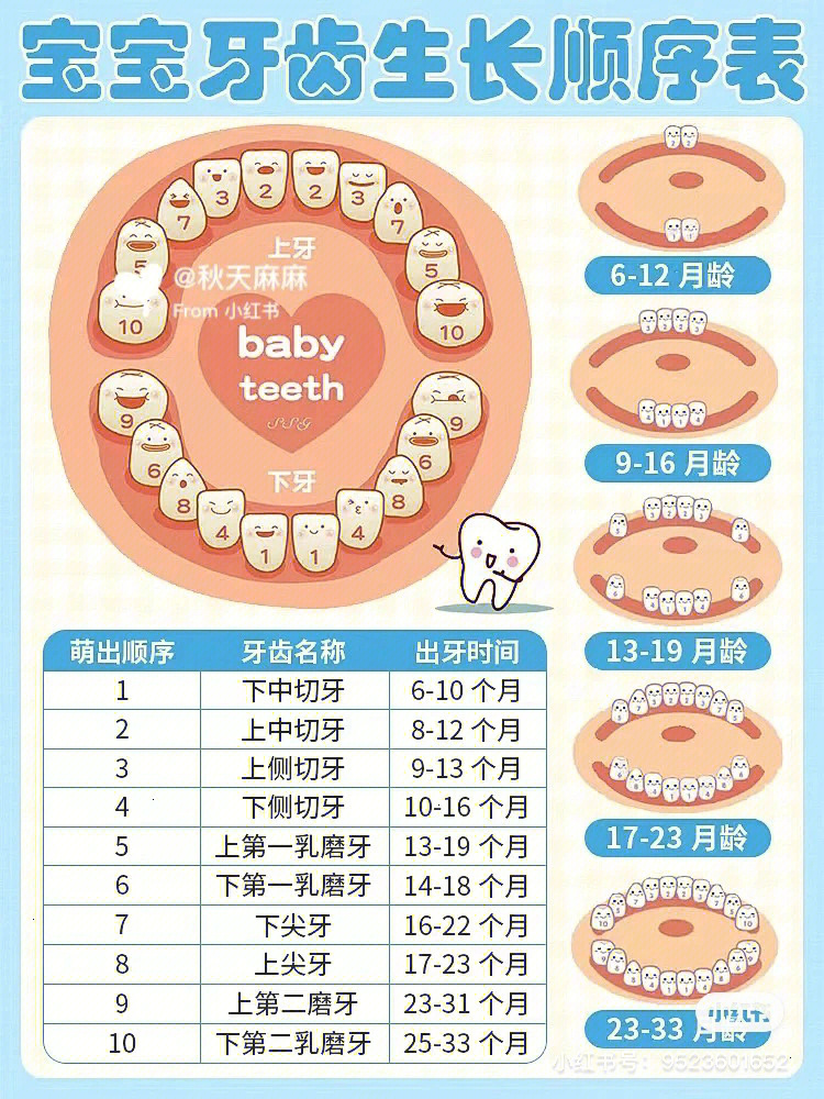 儿童长牙齿顺序图时间图片