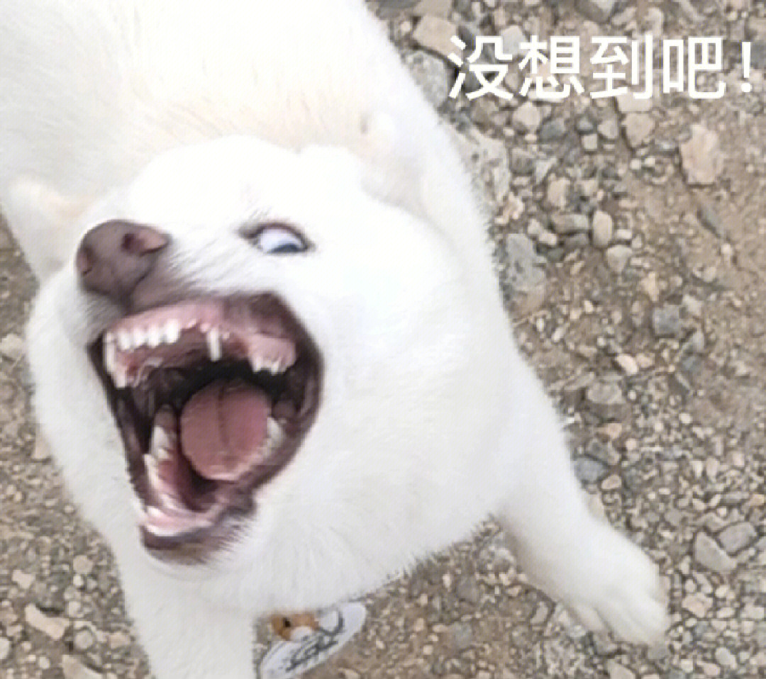 小白狗表情包出处图片