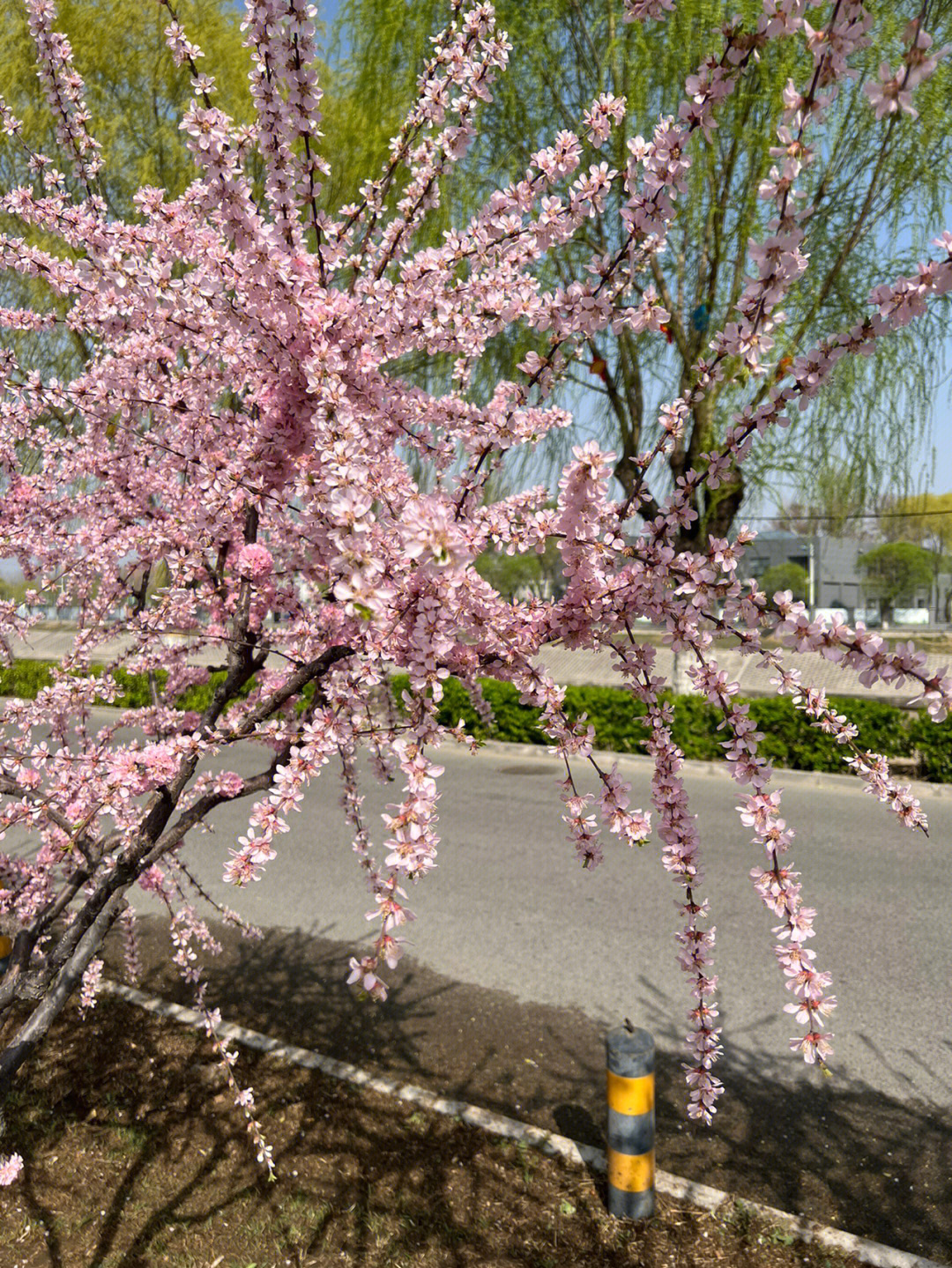 春天的鲜花盛开