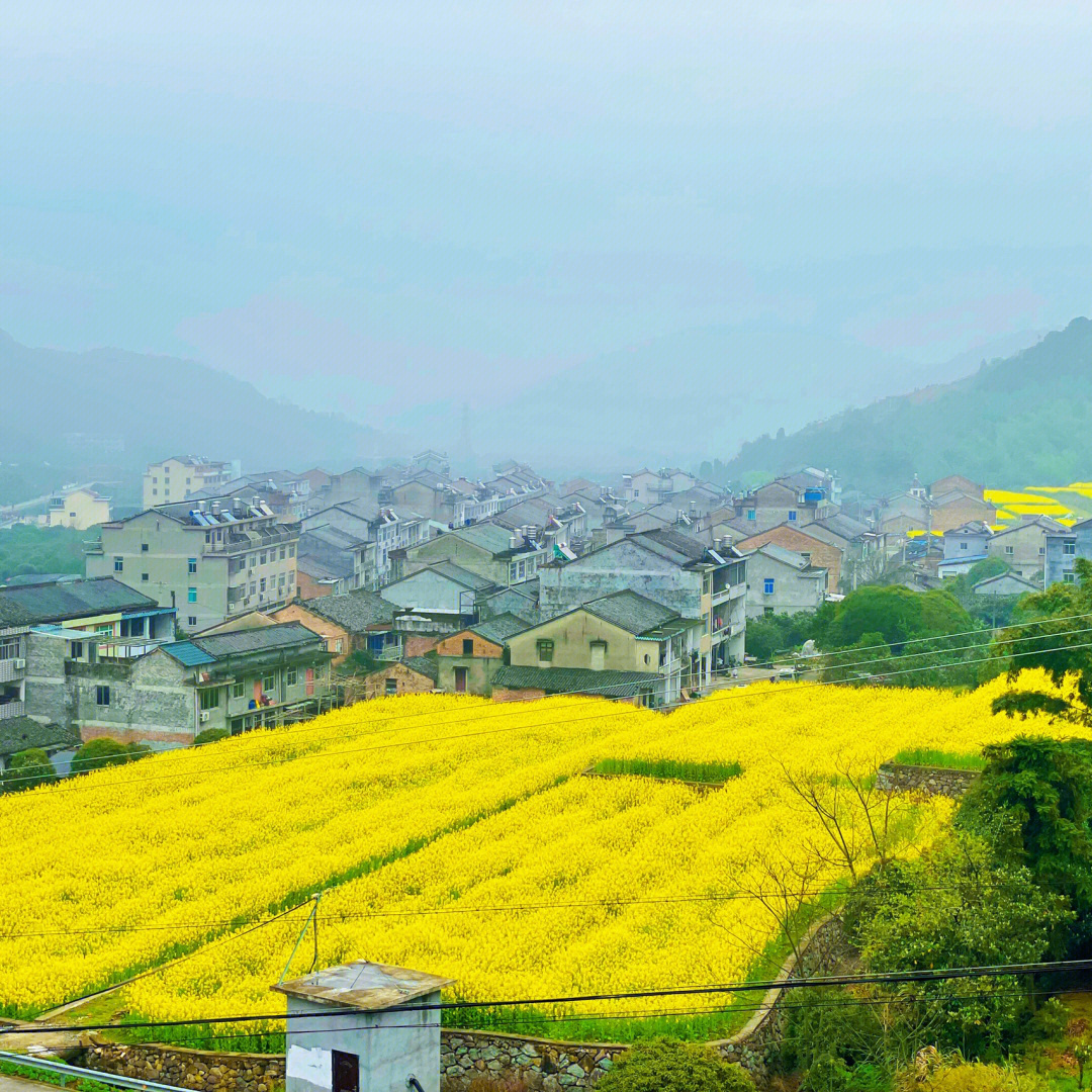 台州油菜花图片