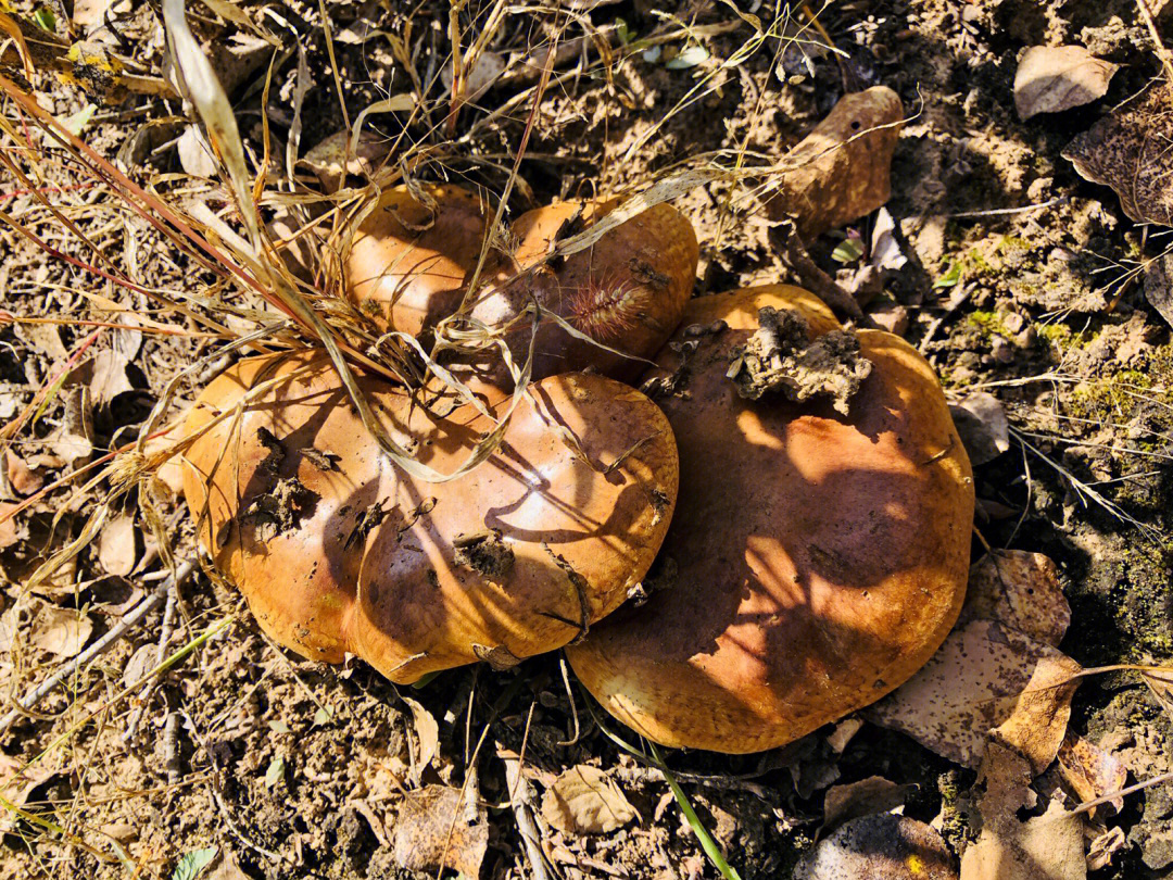 杨树蘑菇有毒吗图片