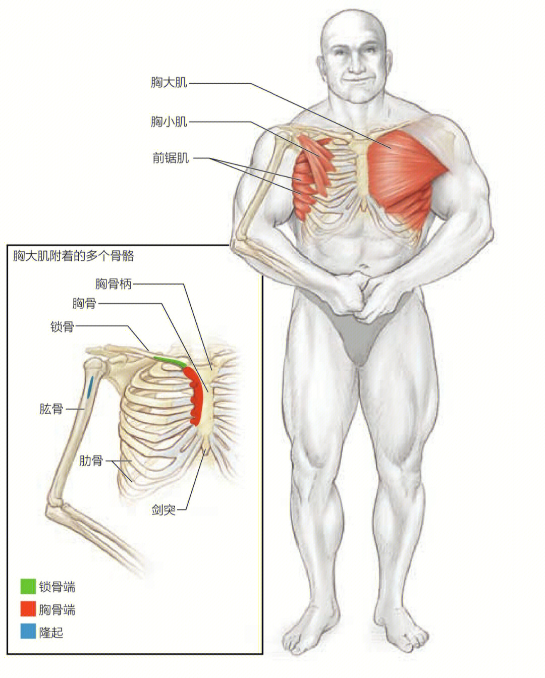 胸大肌起止点简图手绘图片