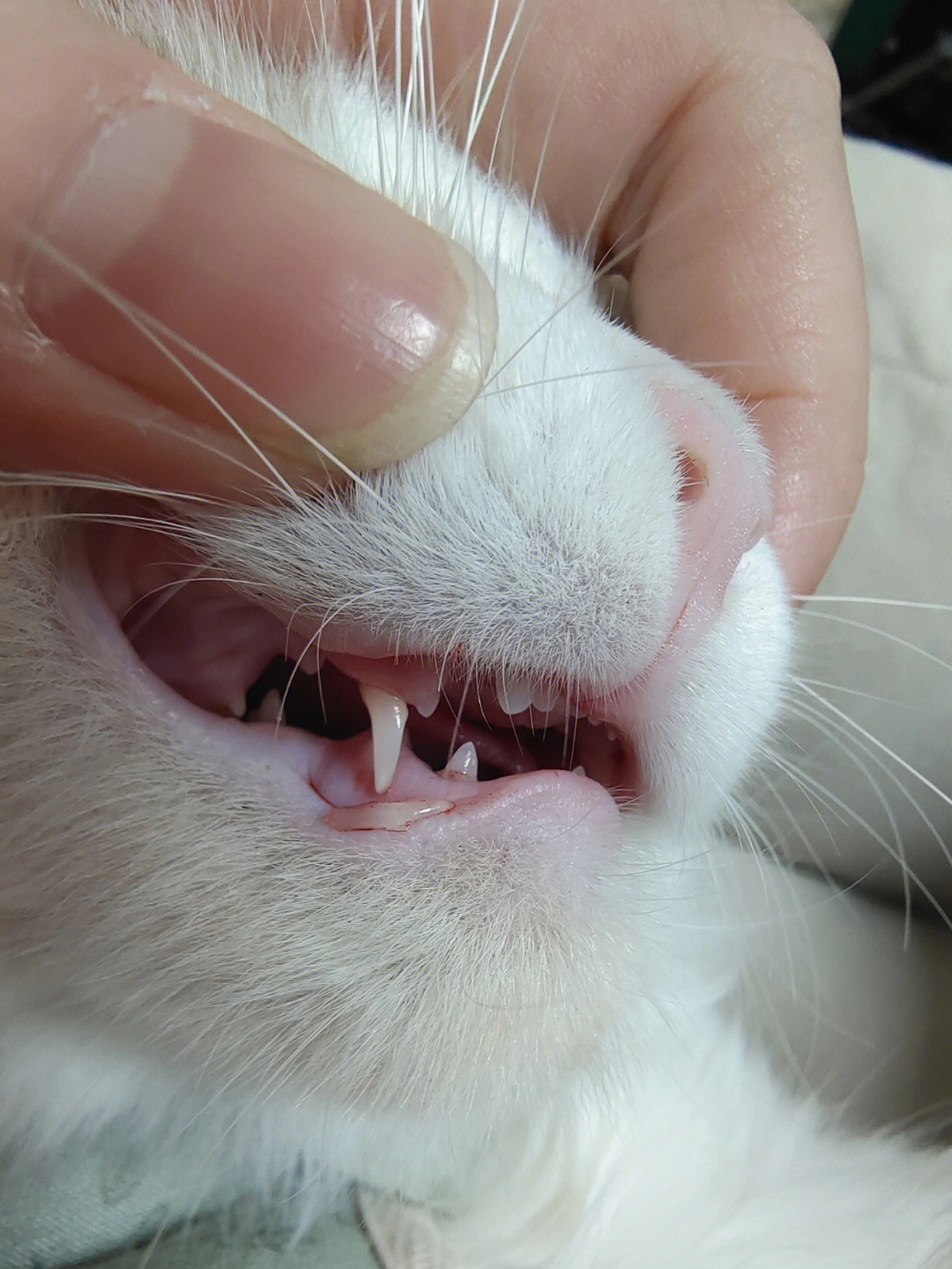 猫牙齿划伤的伤口图片图片