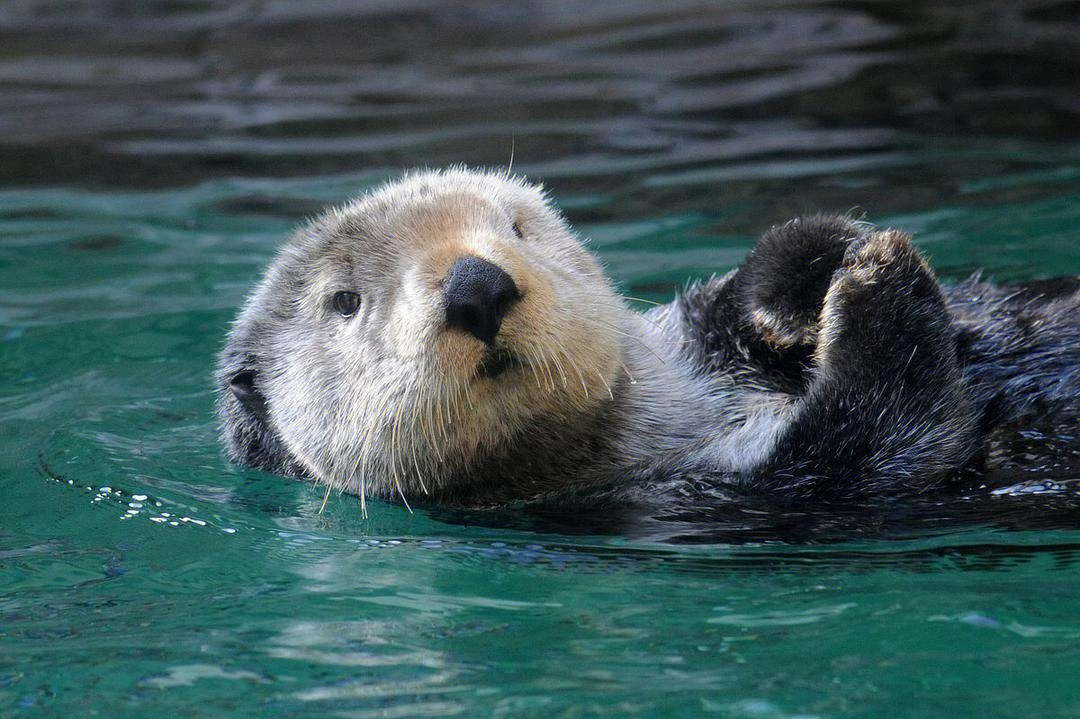 cnn评选世界最可爱动物海獭