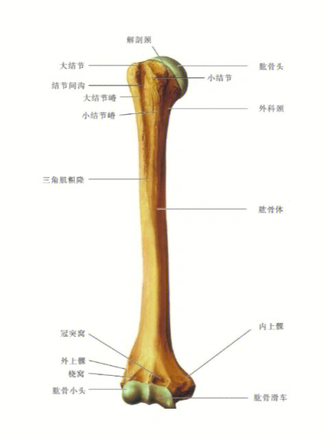 结节间沟解剖位置图片