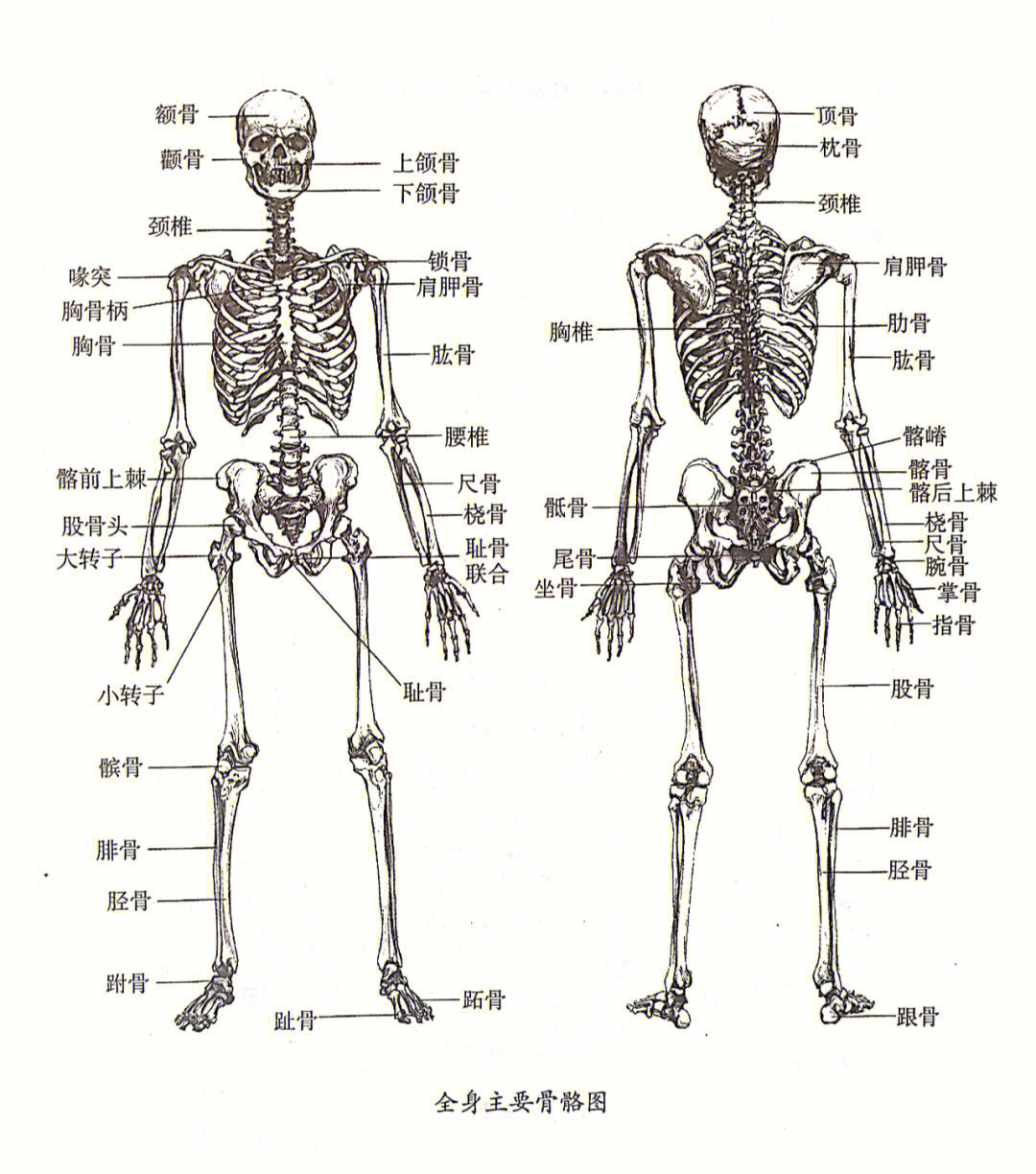 骨板排列图片