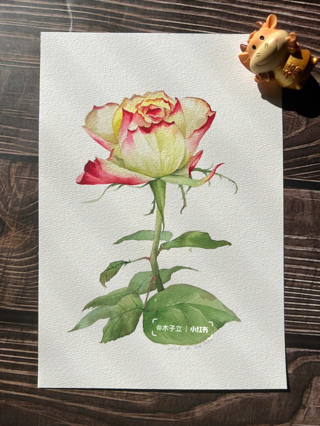 水彩花卉玫瑰上色过程及线稿照片写生