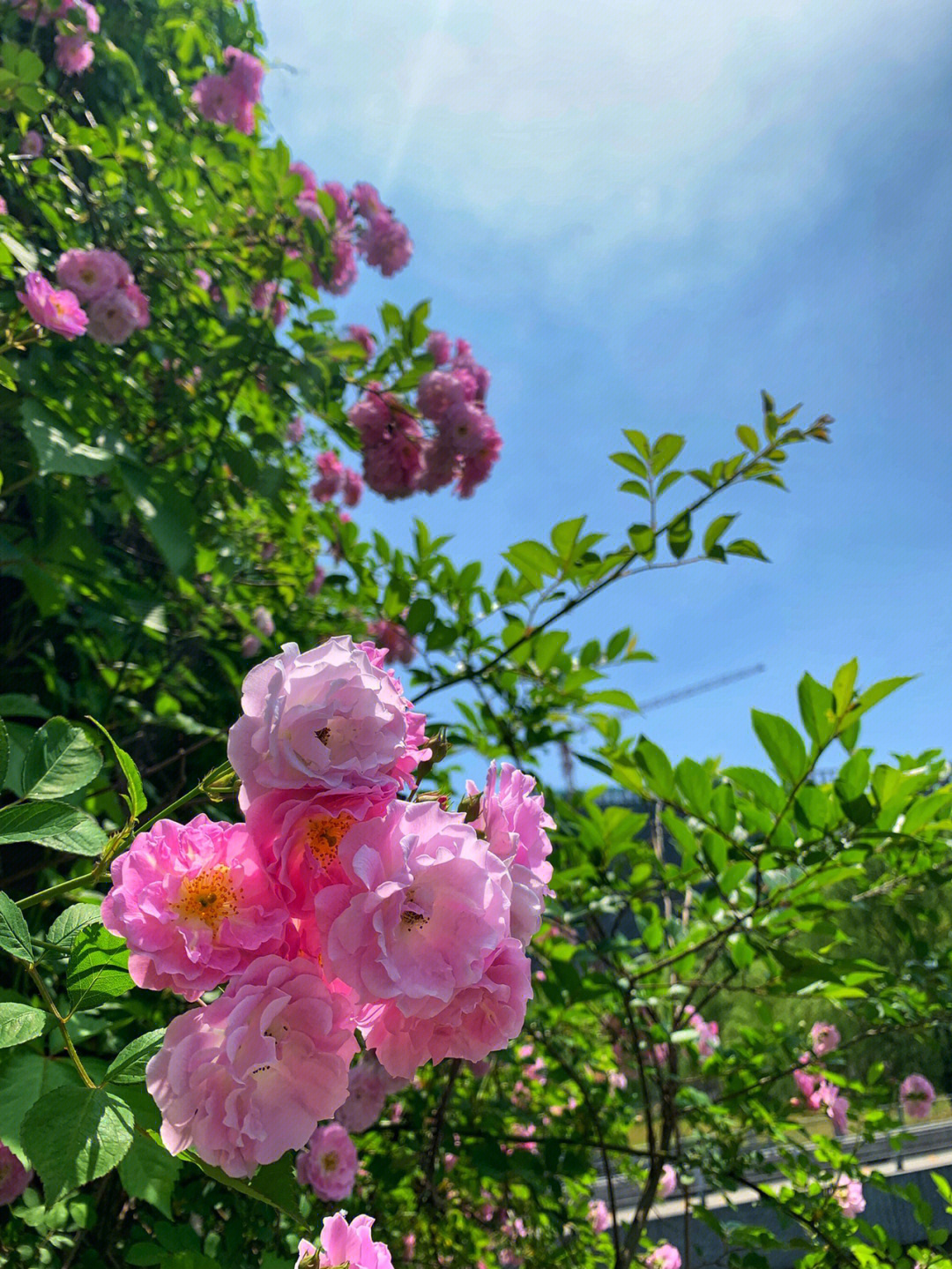 蔷薇满墙半夏来图片