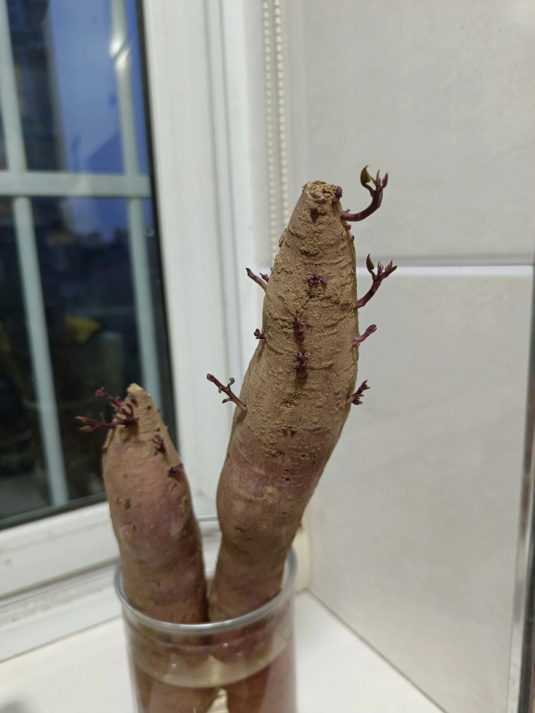 红薯发芽了