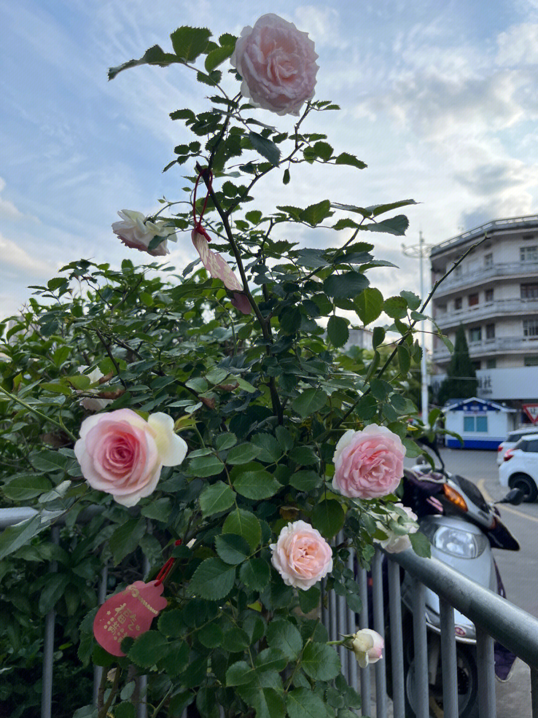 粉龙海芋开花图片