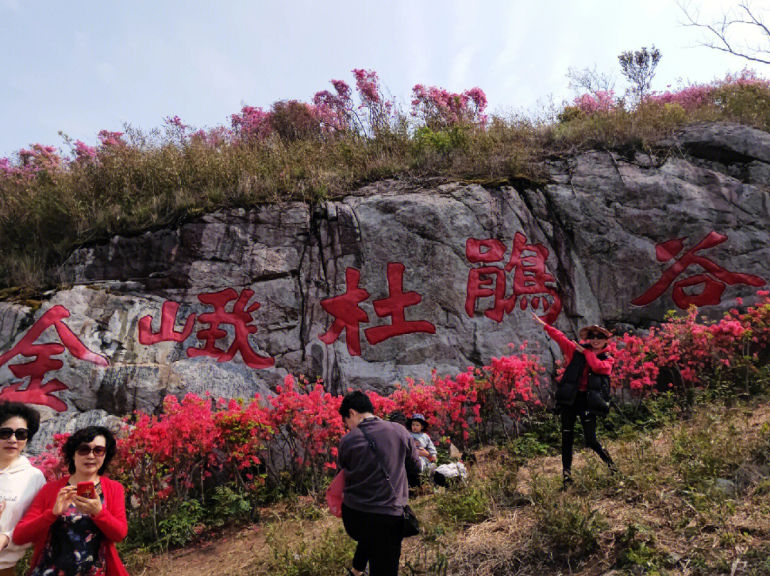 金峨村杜鹃花节图片