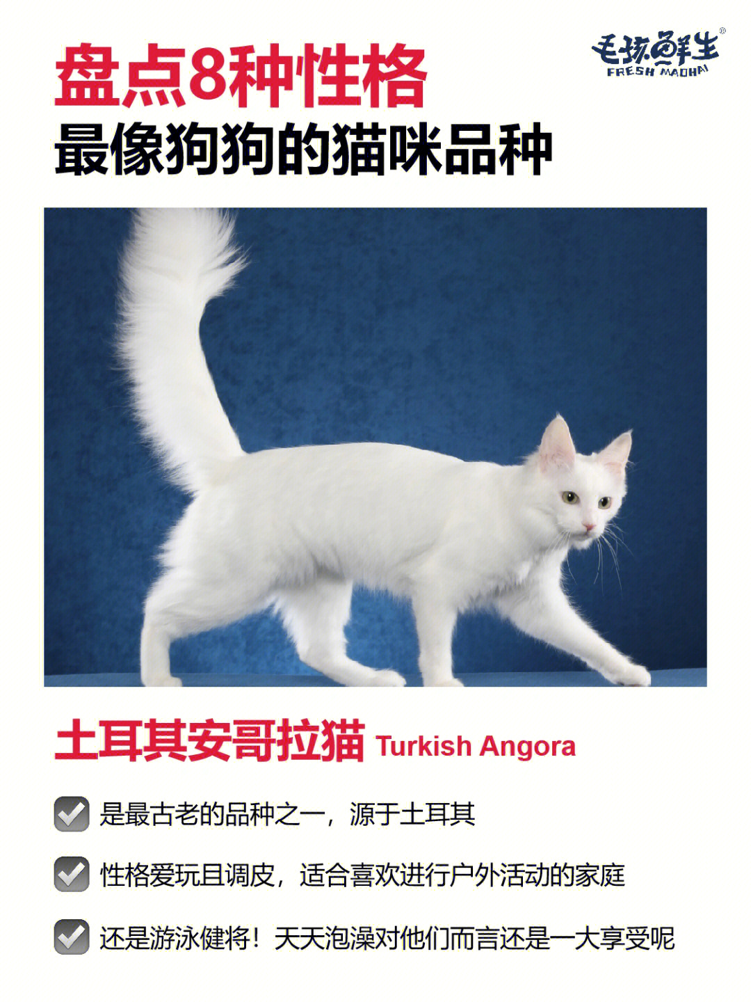 16615土耳其安哥拉猫turkish angora7515聪明,忠诚,友善
