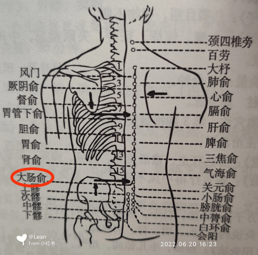 大肠俞酸图片