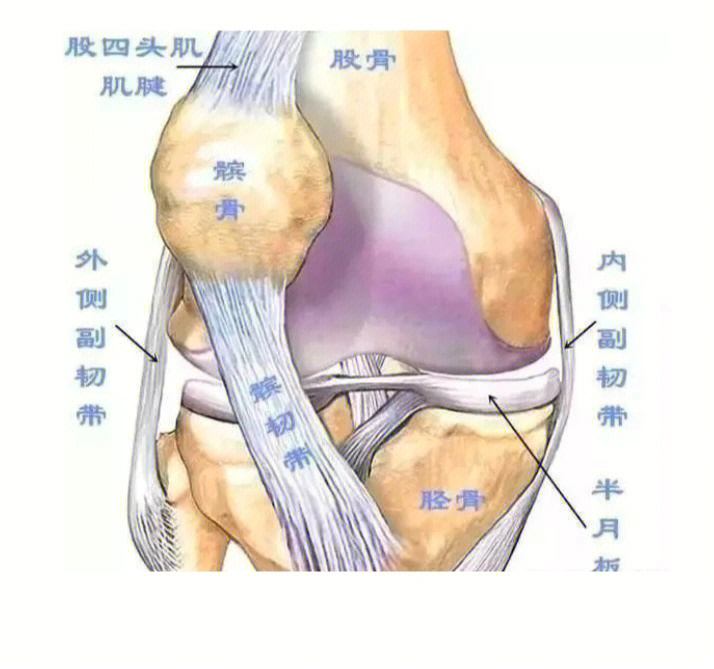 全身韧带图图片