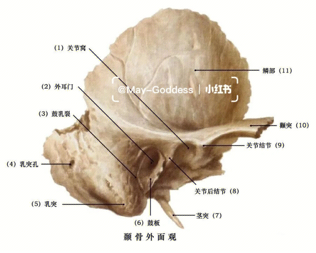 颞骨解剖结构图
