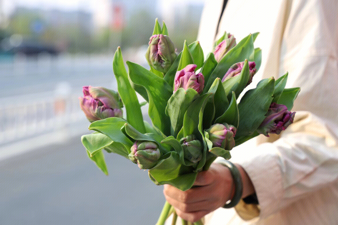 鹦鹉郁金香花语图片