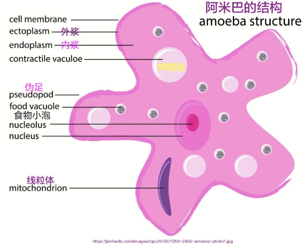 小胶质细胞阿米巴原虫图片