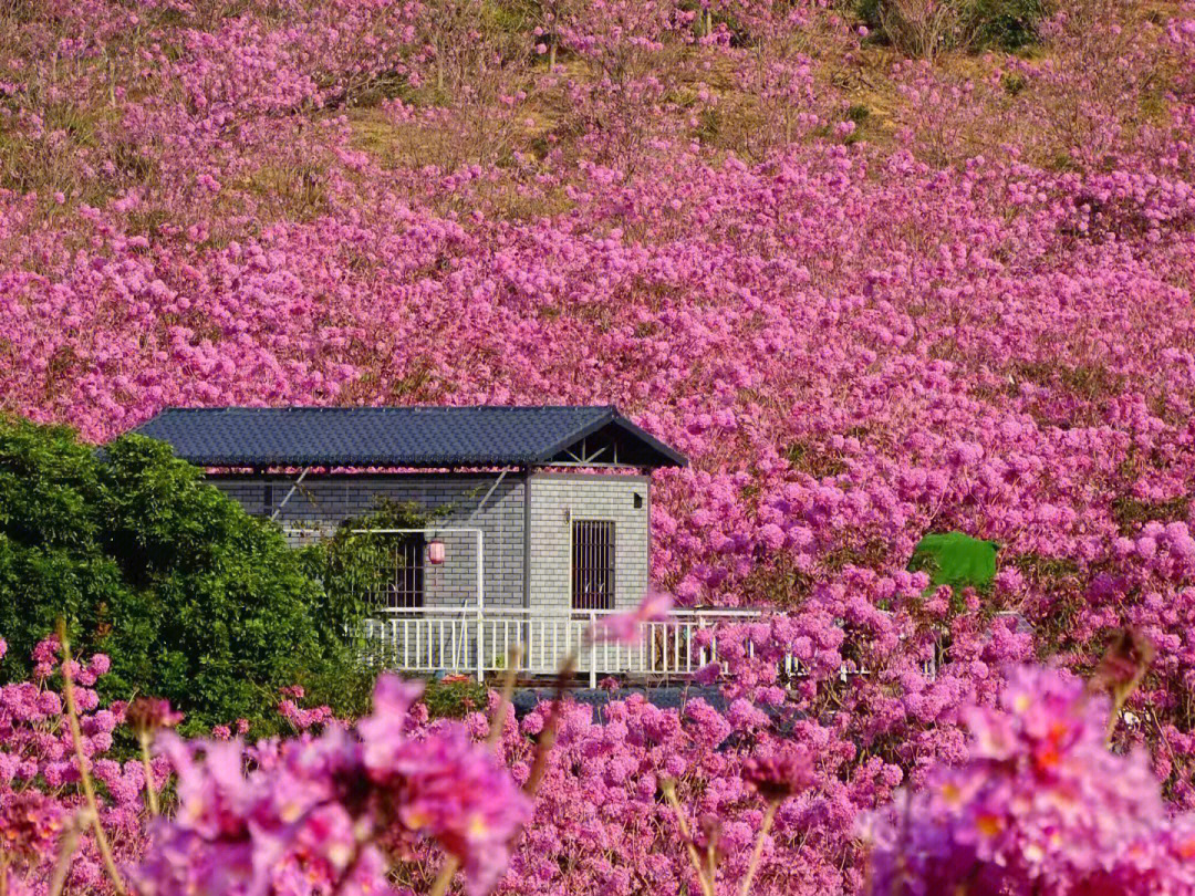 新会紫风铃花地址图片