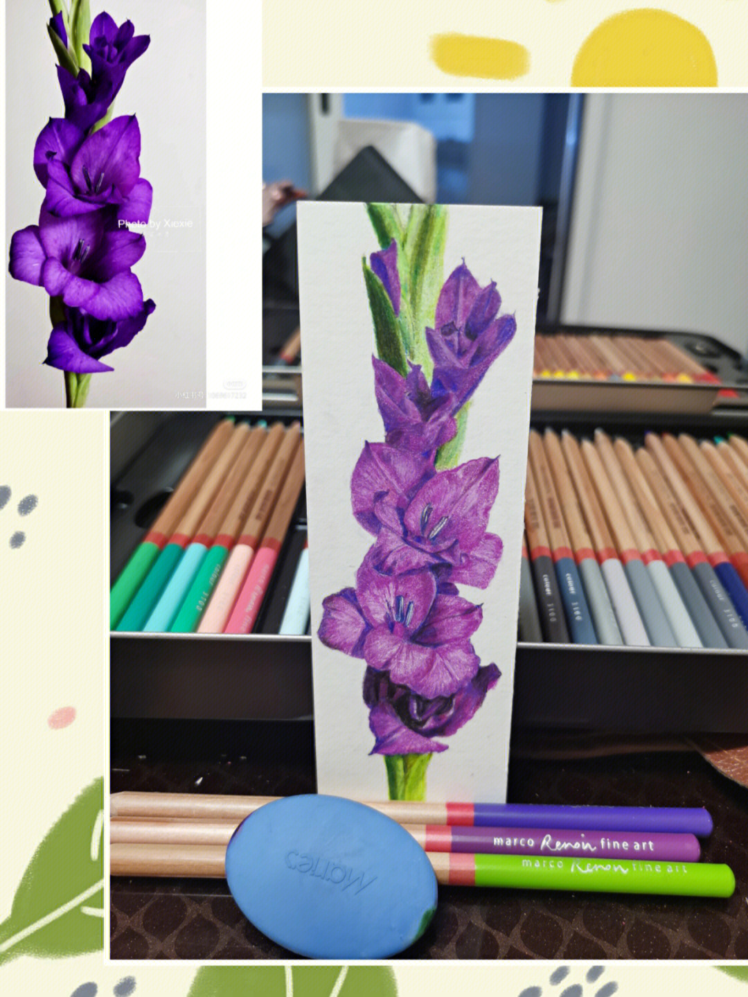 彩铅剑兰紫色花神
